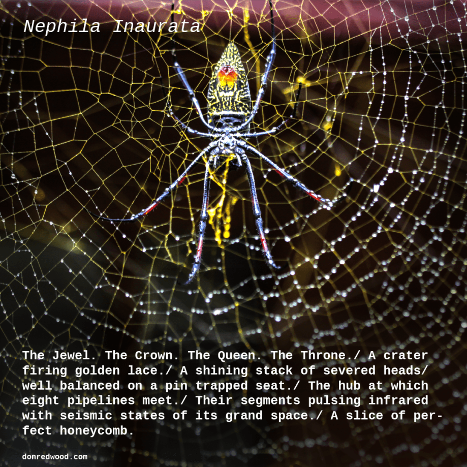 nephilaInaurata1-01-01